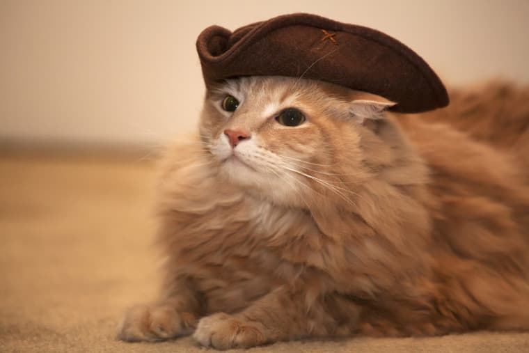Mount Purrnon Cat Café + Wine Bar — Cafe / coffeehouse event space in Old Town, Alexandria, VA